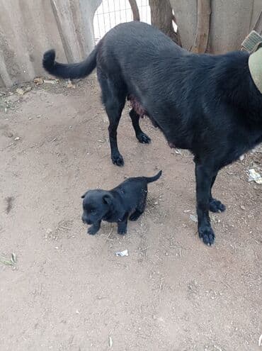 дрессировка собак баку: Бельгийская овчарка, 2 месяца, С прививками — 3
