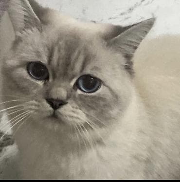 Britan, Erkək, Dişi, Yaxşı əllərə, Ünvandan götürmə, Ödənişli çatdırılma