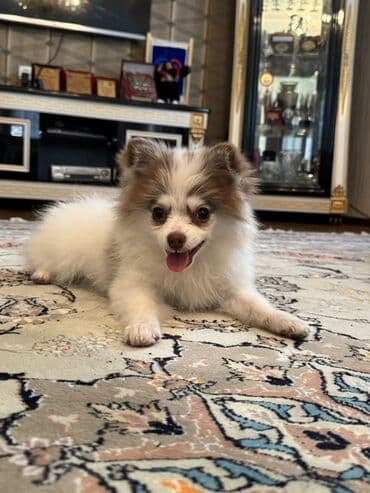 отдам в хорошие руки маленькую собачку: Шпиц, 4 месяца, Самец, С прививками, Самовывоз, Бесплатная доставка — 1