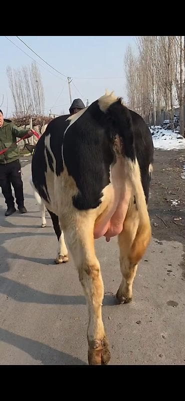 Бараны, овцы: Südlük inək buzovla birlikdə - Cins: Holşteyn tipli, ağ-qara rəngli - — 9