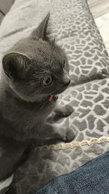 dişi pişik adları: Britan, Dişi — 3