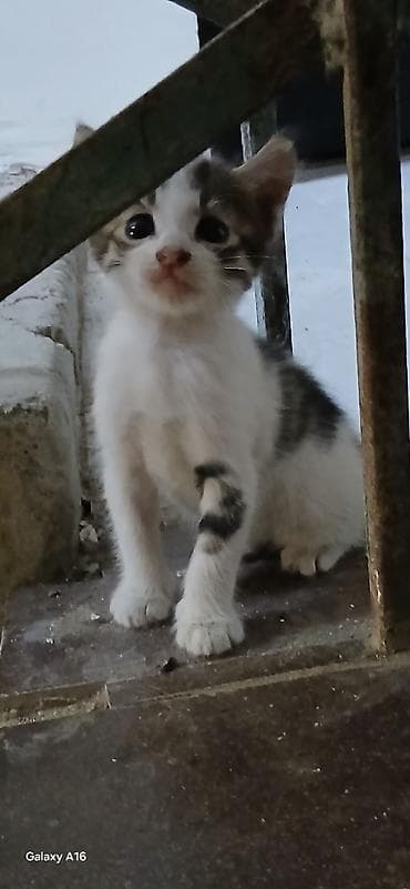 pişik tap az: Yaxşı əllərə — 6