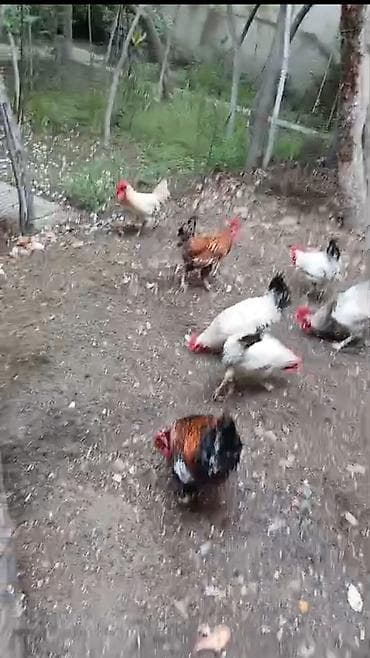 yumurtalıq toyuqlar: 7 ədəd 10 aylıq xoruzlar satılır. Ünvan Zabrat 2 Satılır: Biri 13 — 1