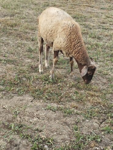 cins ineklerin satisi: Erkək toğlular satılır .razılaşma yolu var — 3