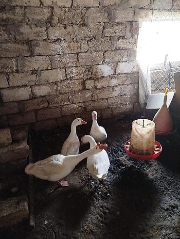 гусь: Qaz yumurtası mayalı - Təsvir: Ev şəraitində saxlanılan qazlardan — 2