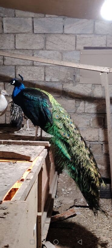 en iri it cinsi: 1 ədəd 4 illik 1 ədəd 2.5 illik erkək qaraqanad. Damazlıq və qan — 6