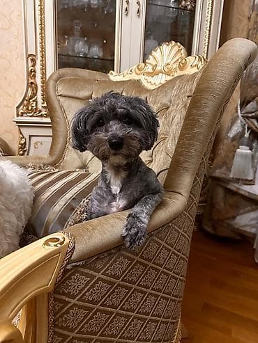 dovşan yemi: 1 ay, Dişi, Peyvəndli, Ödənişli çatdırılma — 1