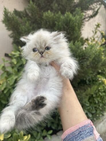 золотая шиншилла котенок: Fars — 15