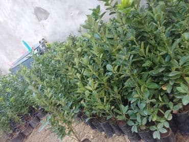 devedabani bitkisi: Məhsul: Hərtərəfli dekorativ həmişəyaşıl kollar – Euonymus (spindle) — 2