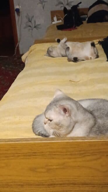 мейн кун купить в баку: Şinşilla, Erkək, Cütləşmə üçün, Ödənişli çatdırılma — 3