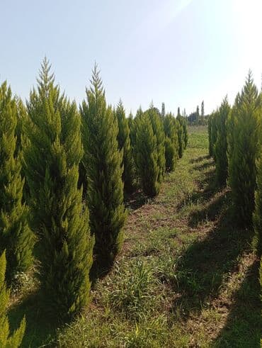 пластмассовый бак для воды купить: Her növ ağaclar ve dekarativ ağaclar çox ucuz ve qarantili gubresiz — 9