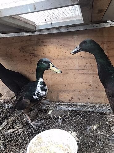 heyvan yemi: Satlıq ördəklər – Hind qağayısı tipli, incəboyun, uzun bədənli, qara — 5