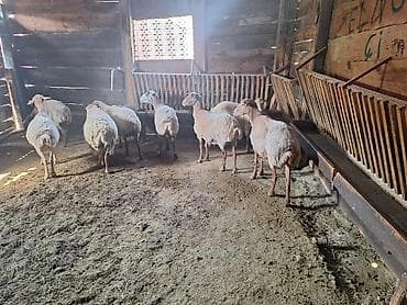 dişi keci: 8dənə kök qoyudu ətlik — 2