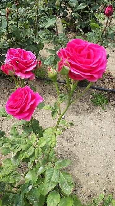 romaşka gülü: Salam. Diqqətlə oxuyun🙏🏻 5/7 ish axtariram. Bacarıqlar Kompüter — 1