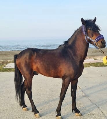 at yehəri: Erkək, il: 6, Ünvandan götürmə — 2