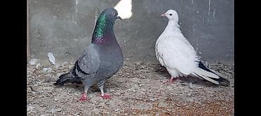 Salam gorduyunuz qusdarın ikisidə tutulmadı 16.17 tuklerdiler Goy