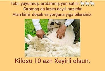 das yunu qiymetleri: Təbii, yuyulmuş və artdanmış qoyun yunu satılır. Çırpmağa ehtiyac — 1