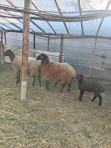 qoyunlar quzular: Dişi, Qala, il: 1, 50 kq, Damazlıq, Ünvandan götürmə — 3