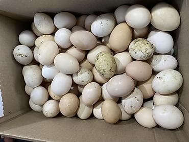 Ləpələr: Təbii mayalı kənd yumurtaları Çox götürən olsa qiymətdə endirim olacaq — 1