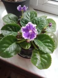 benovseyi: Bənövşə (Afrika bənövşəsi) – bənövşəyi çiçəkli, xırda dalğalı ləçəklər — 2