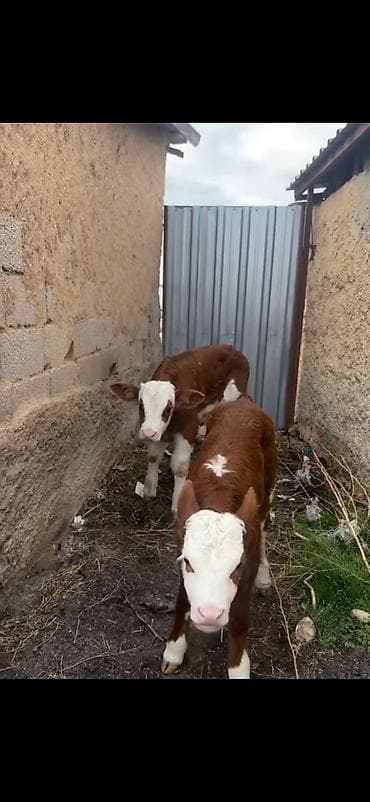 mal bazari 2020: Satışda: qırmızı-ağ rəngli, alın və burun hissəsi ağ olan simmental — 2