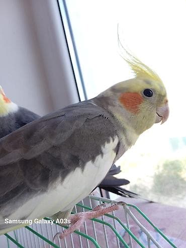 pomeranian satilir: 2 ədəd korella satılır! dişi erkək,heçbir xəsdəlikləri yoxdur,qəfəs — 8