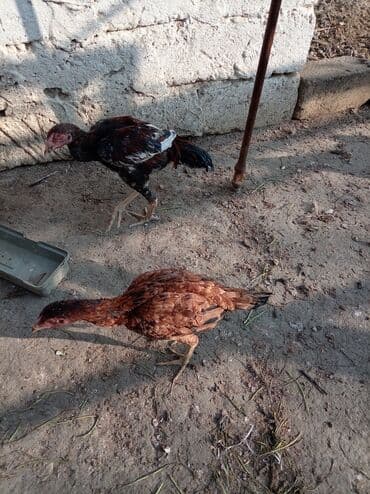 xarkov sortu toyuq: Toyuq, Yumurtalıq — 4