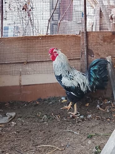 K/t heyvanları üçün mallar: Salam sağlam həyət xoruzları 10ədədi birdən satılır biri 18mant — 3