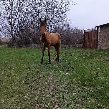 Atlar: Salam. diwidi 1 yawi may ayinda tamam olacaq.boyu hundurdu isteyen — 3