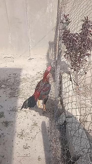 xoruz satlir: Iyun becesidi masallah becedi saglamiligina soz ola bilmez oz sahibj — 2