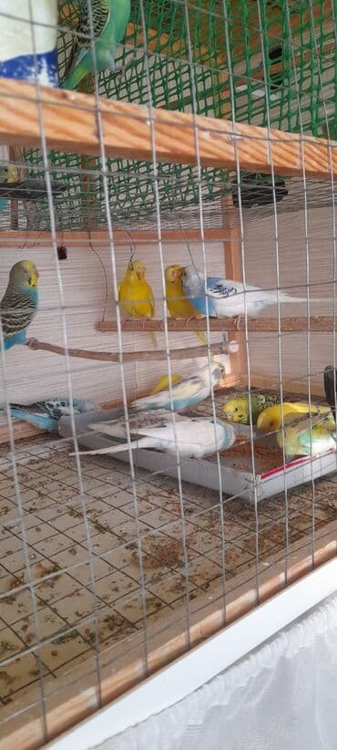 купить аквариум в баку: Topdan 10 manat qiymət sondu — 9