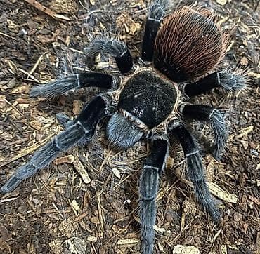 bakida it barinagi: Mexican Red Rump tarantula (Tliltocatl vagans) - Növ: Yeni Dünyə — 2