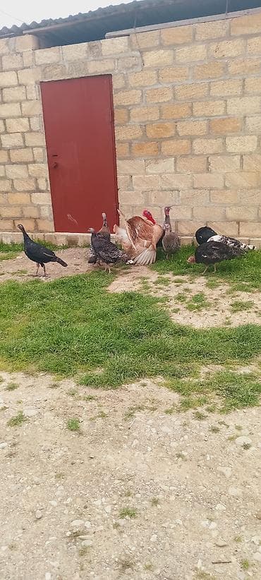 ev quşlari haqqinda melumat: Dişi, Damazlıq, Ünvandan götürmə — 2