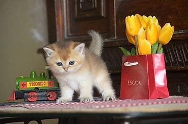 ag pişik: Открыта бронь на британских котят золотого окраса. Котята — 6