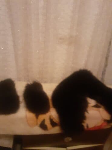 Boyun qol dəri mex norka hər bir paltoya kutqaya kastuyuma lalafo.az -da Boyun qol dəri mex norka hər bir paltoya kutqaya kastuyuma