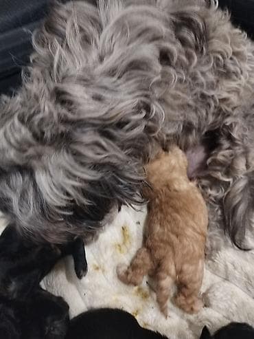 baytar nomresi: Pudel, 1 ay, Ödənişli çatdırılma — 3