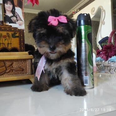 itler bala: Yorkşir teryer — 23