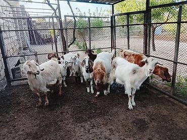 keçi satanlar: Salam bu gördüynuz keciler satilir hamsi bir yerde 4 anadir 4 bala — 2