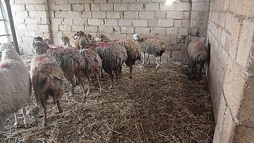 cins inək: Südlük qoyun sürüsü - Təsərrüfat şəraitində saxlanılan süd — 1