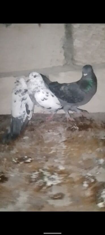 quş yuva: Ev göyərçinləri – 3 ədəd - Növ: ev/bağ üçün saxlanılan göyərçinlər - — 1