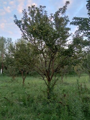 недвижимость в баку купить: 95 соток, Для бизнеса, Собственник, Купчая — 2