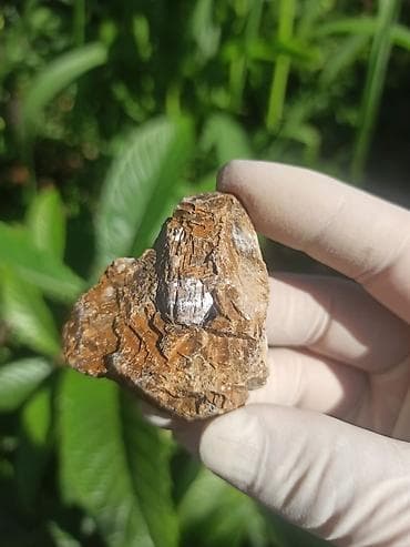 Milyon İllik Tarixi Fosil 💎 Daşlaşmış Ağac ( Petrified Wood ) 🪵 ✨ Bu — 2