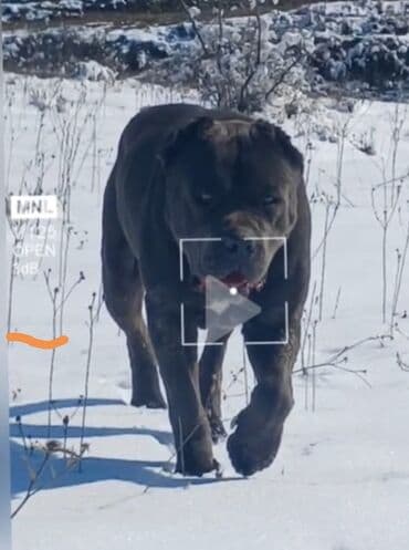 pitbul itlər: Питбуль, 4 года, Самец — 1