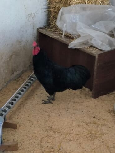 cuce ve xoruz temsil: 🐓 Cavan əsl damazlıq çox aktiv avstrolorp xoruz satıram tam sağlam iri — 6