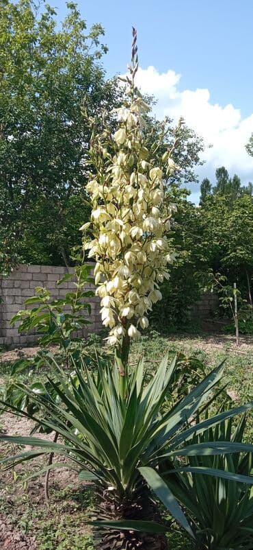 4 otaqlı, 120 kv. m, Kredit yoxdur, Orta təmir
