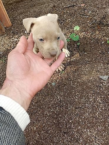 toy terrier: Pitbul, 1 ay, Dişi, Peyvəndli, Ünvandan götürmə — 2