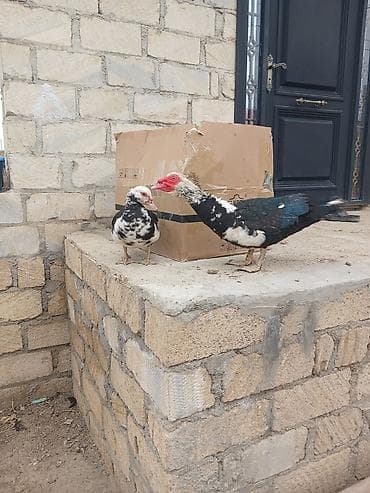 ordək satışı: Cutu 45 manat — 2