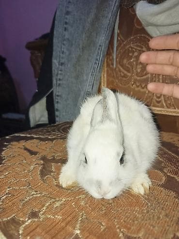 Ağ tüklü dekorativ dovşan balası - Rəng: əsasən ağ, qulaq uclarında