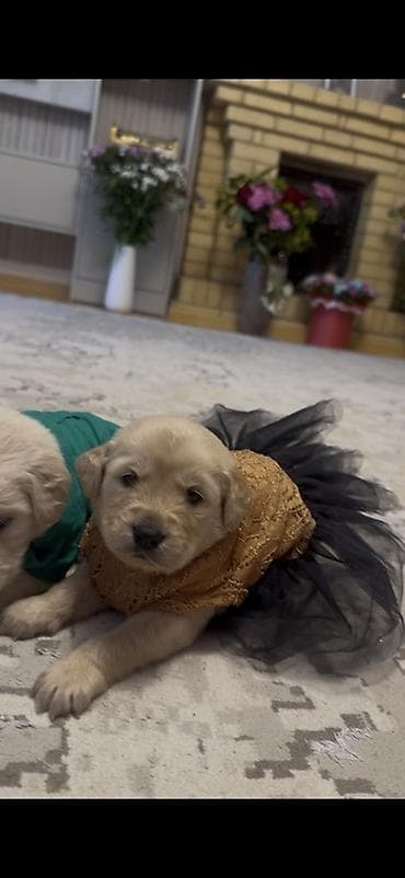 sirin it sekilleri: Retriever — 7