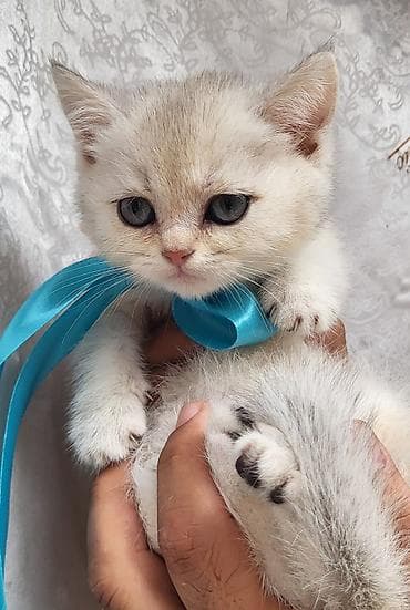 ucuz pişik: Şinşilla — 2